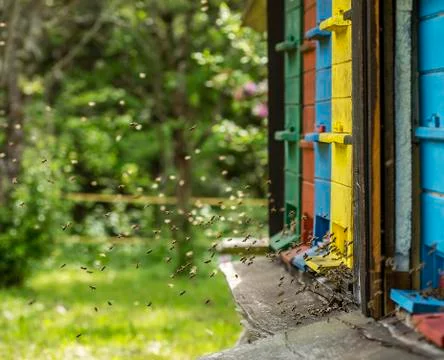 Working bees Stock Photos