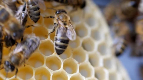 Working bees work honeycomb with honey. Stock Footage 91787437