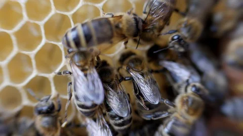 Working bees work honeycomb with honey. Stock Footage 91787592