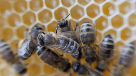 Working bees work honeycomb with honey. Stock Footage 91787826