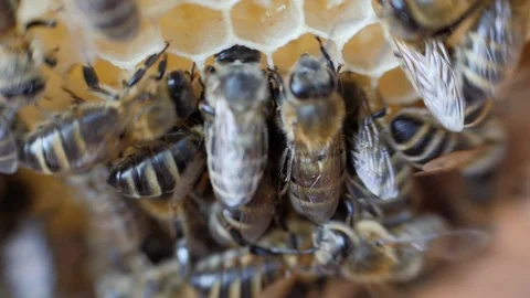 Working bees work honeycomb with honey. Stock Footage 91787940