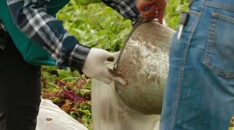 Working In Beet Field 스톡 동영상 22278117