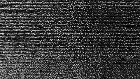 Working brush bristles. super macro plan. camera departure Stock Footage 160558641