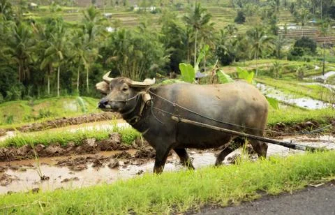 Working buffalo Stock Photos