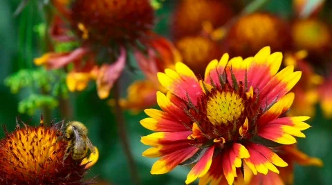 Working bumblebee. Stock Footage 732647