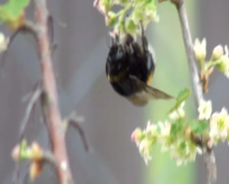 Working bumblebee Stock Footage 942872