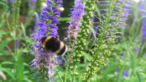 A working bumblebee on lupines. Stock Footage