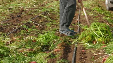 Working On Carrot Field 스톡 동영상 22304275