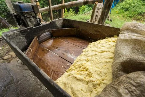 Working with cassava flour Foto stock