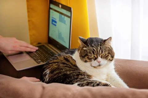 Working with cat Stock Photos