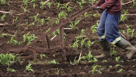 Working cattle pull hand plough through mielie field, close up farming Stock Footage 228900073