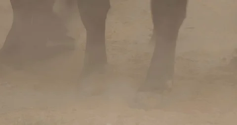 Working Cattle on Texas Cattle Ranch Close Up Dust Texture Vídeos de archivo 96921887