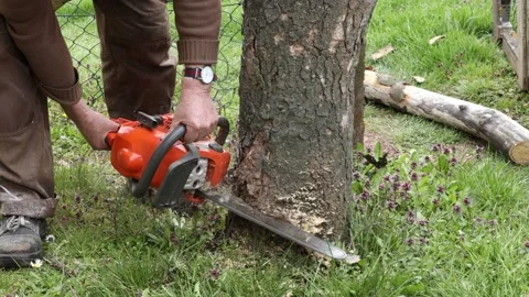 Working with a chainsaw for firewood Stock-Footage 152625696