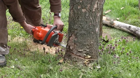 Working with a chainsaw for firewood Stock-Footage 152626330