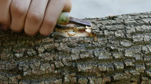 Working With A Chisel On a Log Vidéo 58689357