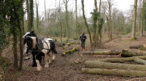 Working cob horses Stock Footage 61065720