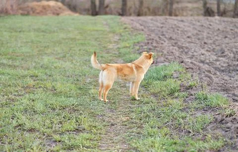 Working Cocker Spaniel, Gundog, Working Gun Dog, Hunting Dog, Field Sport, Sp Stock Photos