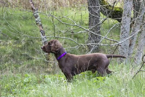Working cocker spaniel looking across the woods Stock Photos