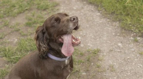 Working cocker spaniel sat down after running Foto stock
