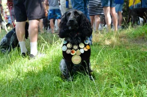 Working Cocker Spaniel seating on a green grass Stock Photos