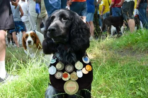 Working Cocker Spaniel seating on a green grass Stock Photos