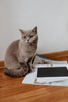Working concept - cat near notes and magazine on the floor Stock Photos