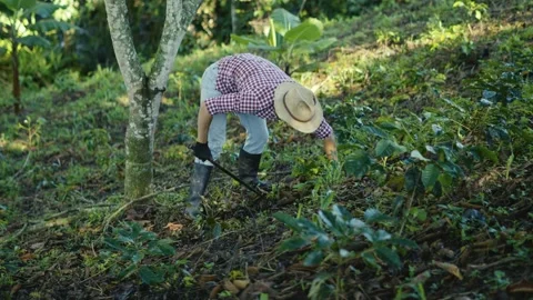 Working concepts on the farm. farmer clears the weeds. young coffee cultivat Stock Footage 280585971
