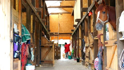 Working conditions in the stables Stock Footage 89884956