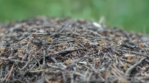 Working day in the forest anthill Stock Footage 79003148