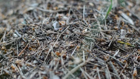 Working day in the forest anthill Stock Footage 79003967