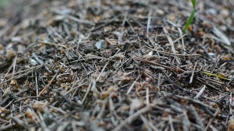 Working day in the forest anthill Stock Footage 79009569