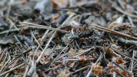 Working day in the forest anthill Stock Footage 79009747