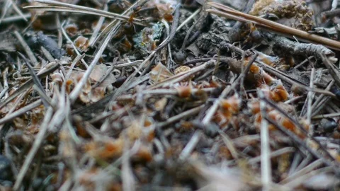 Working day in the forest anthill Stock Footage 79010037