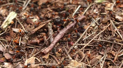 Working days of ants Stock Footage 68067084