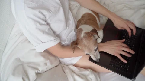 Working with dog in bed laptop. remote freelancer office during covid Vídeo Stock 147345743