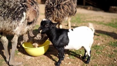 Working dog drinks water next to ostrich in grassy landscape Stock Footage 267371660