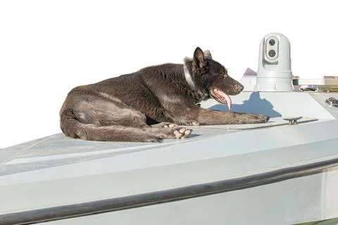 Working dog lying on metal deck with reflective surface and railing Stock Photos
