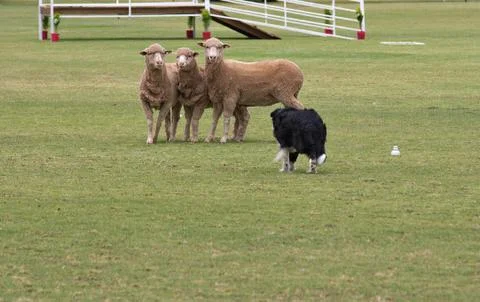 Working dog Stock Photos