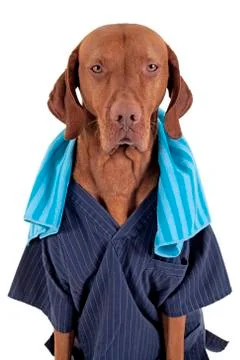 Working like a dog Stock Photos