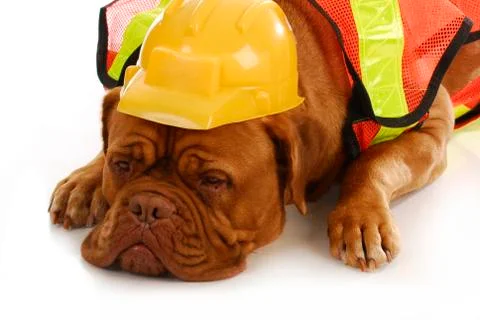 Working dog Stock Photos