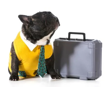 Working dog Stock Photos