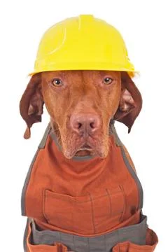 Working dog Stock Photos
