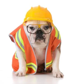 Working dog Stock Photos