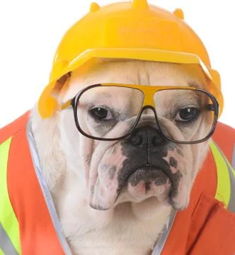 Working dog Stock Photos