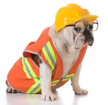 Working dog Stock Photos