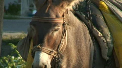 Working donkey turning head left and right Stock Footage 284481