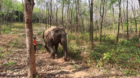 Working elephant Stock Footage 126565638