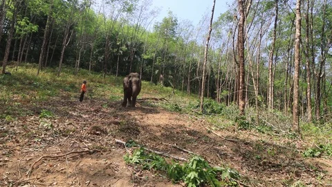 Working elephant Video stock 126565684