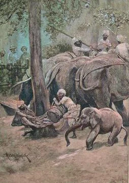 A working elephant is tied to a palm tree India Historical digital reproduction Stock Illustration