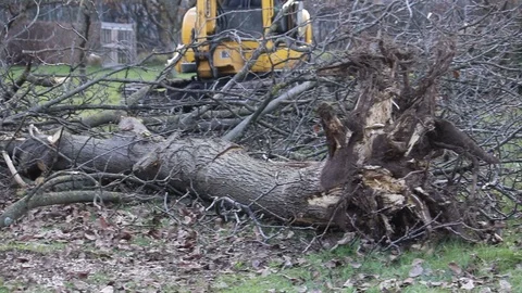 Working on fallen tree Stock Footage 100668028